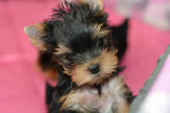 picture of a yorkie puppy for sale
